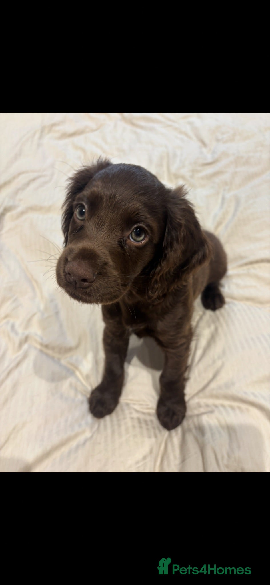 Cocker Spaniel dogs Working cocker spaniels - Advert 1