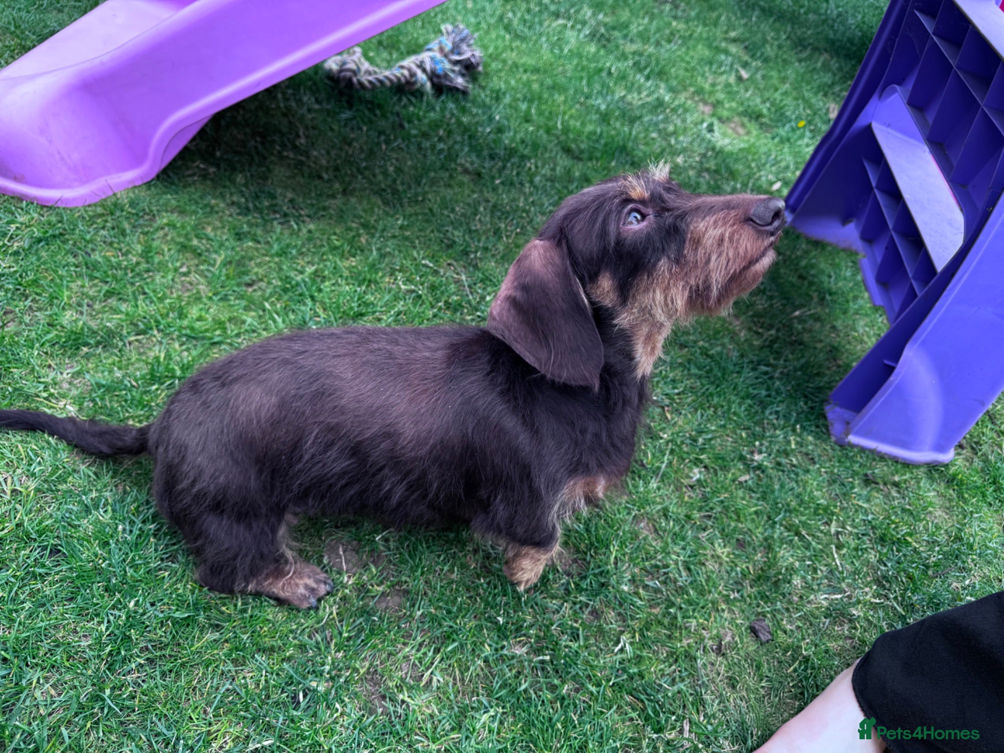 Miniature Dachshund dogs Miniature Wire dachshund  - Advert 2