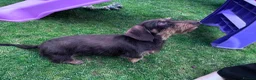 Miniature Dachshund dogs for sale: Miniature Wire dachshund  - Advert 1