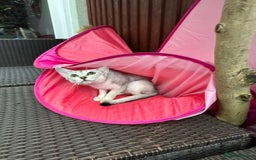 Abyssinian cats for sale: Pedigree Silver Abyssinian kittens left 1 female - Image 14