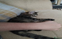 Mixed Breed cats for sale: 2 male kittens  - Image 9