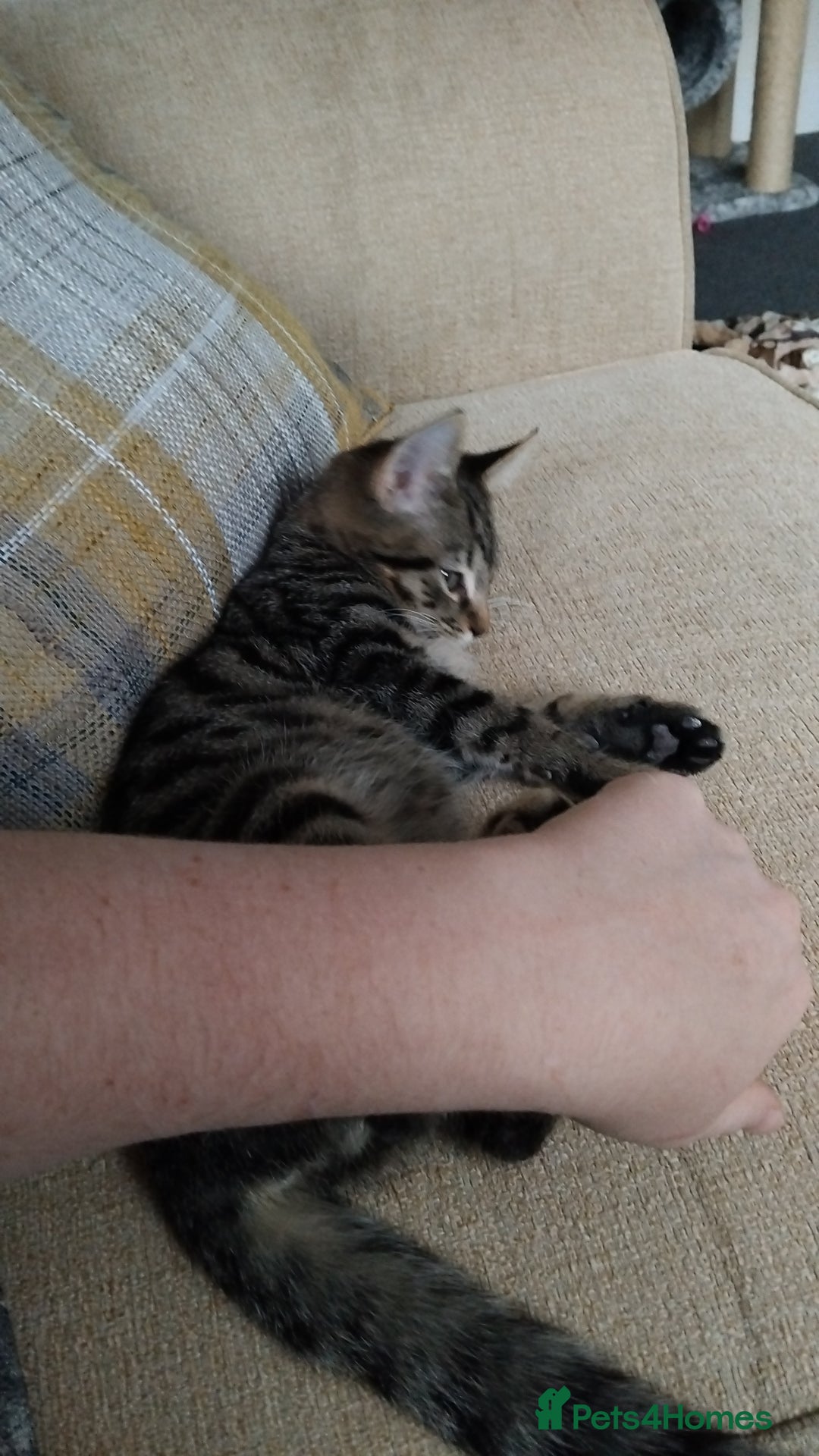 Mixed Breed cats for sale: 2 male kittens  - Image 9