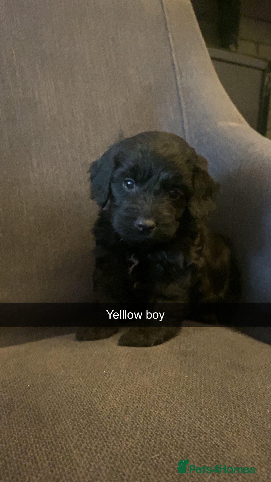 Cockapoo dogs for sale: Cockerpoo puppy’s  - Advert 5