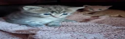 Mixed Breed cats for sale: Little girl looking for her new home - Advert 5