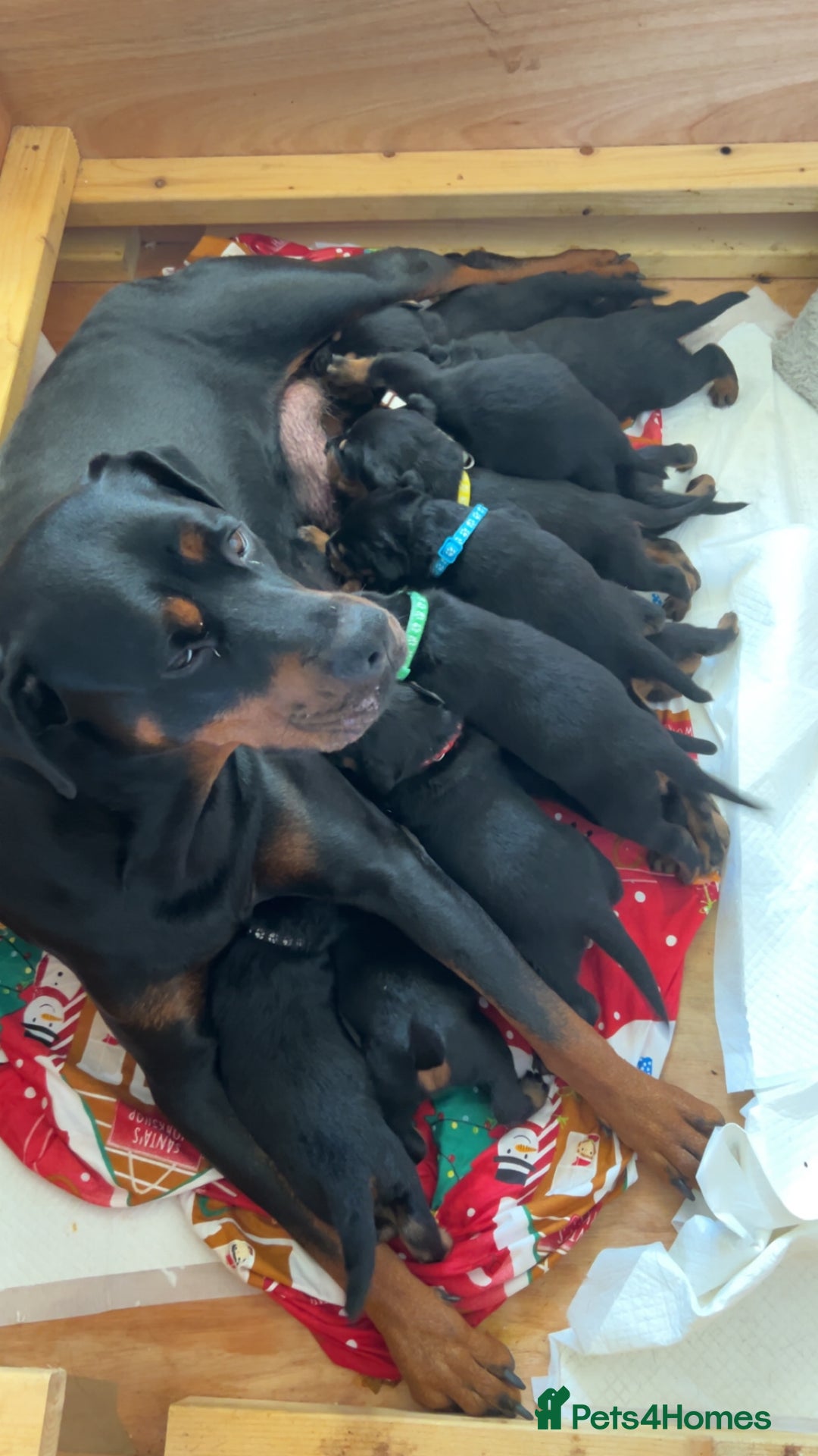 Rottweiler dogs for sale: Rotwellier puppies READY NOW  - Advert 15