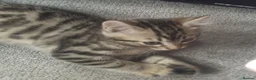 Mixed Breed cats for sale: Bengal X - Advert 6