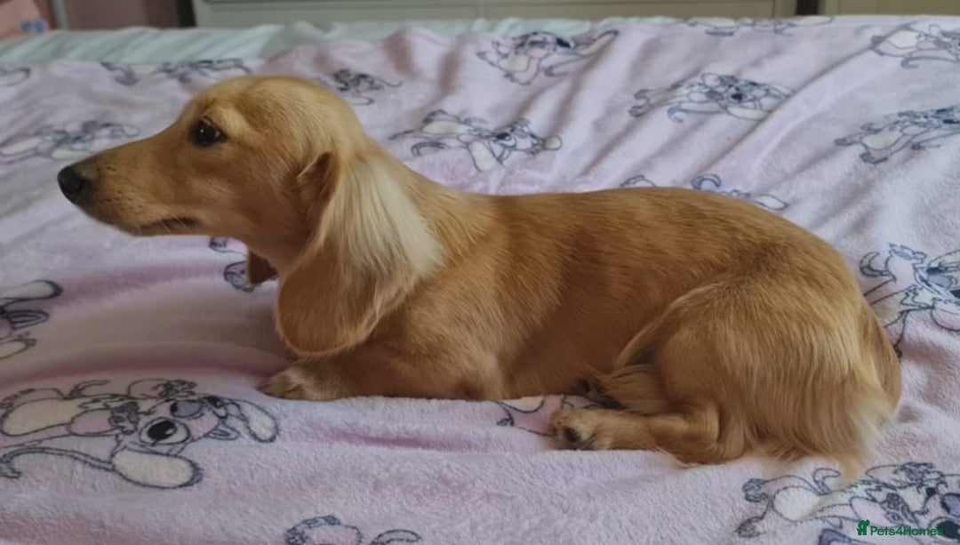 Miniature Dachshund dogs for stud: Beautiful KC Mini Long.H Full Eng. Cream Stud 🤍🐾 - Image 30