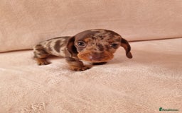 Miniature Dachshund dogs for sale: Miniature dachshund  - Image 9