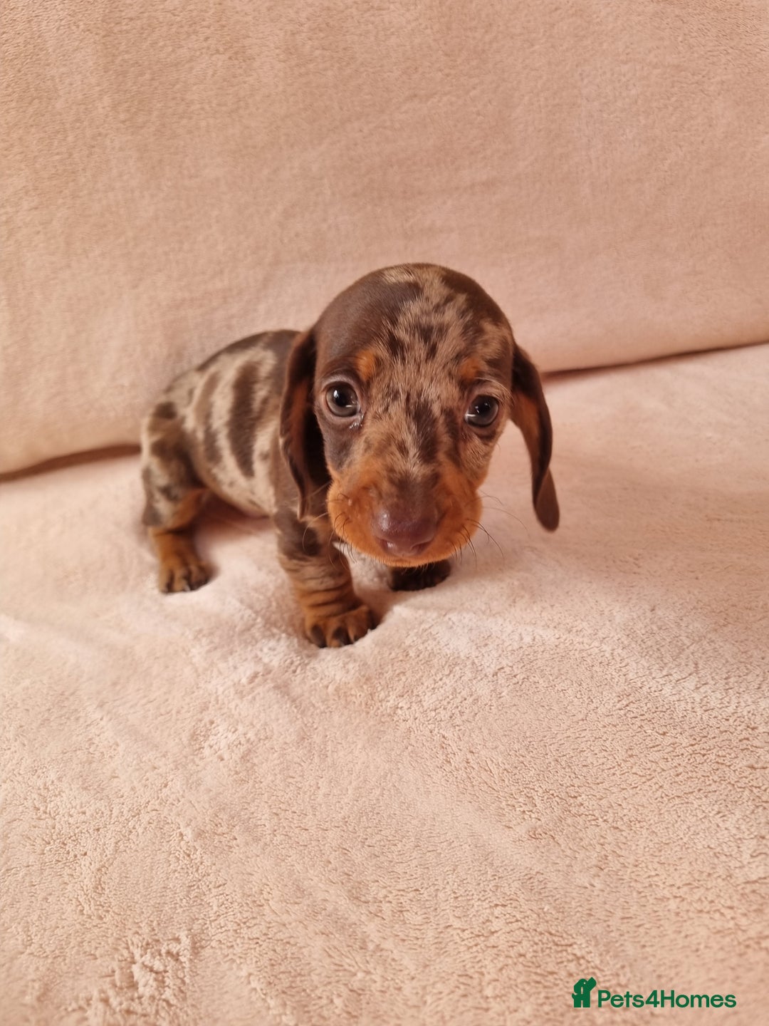 Miniature Dachshund dogs for sale: Miniature dachshund  - Image 9