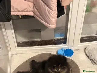 Pomeranian dogs Black & tan Pomeranian puppies 1 GIRL 1 BOY - Advert 18