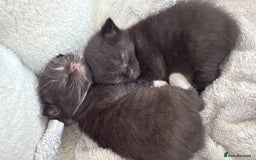 Mixed Breed cats for sale: Adorable Exotic X DSH 🐾  - Image 3