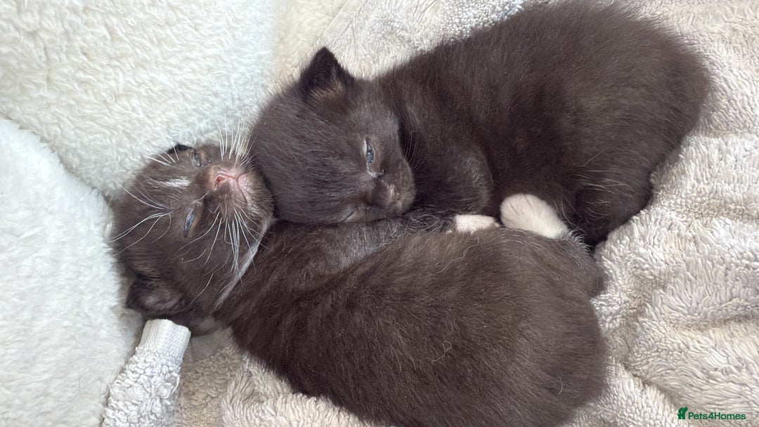 Mixed Breed cats for sale: Adorable Exotic X DSH 🐾  - Image 3