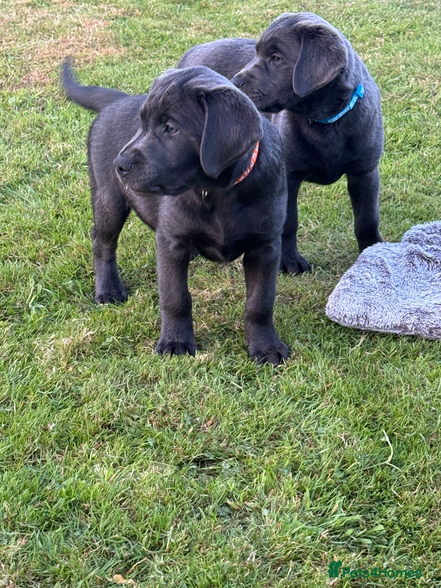 Labrador Retriever dogs LAST FEW BOYS! RARE KC CHARCOAL LABS - Advert 2