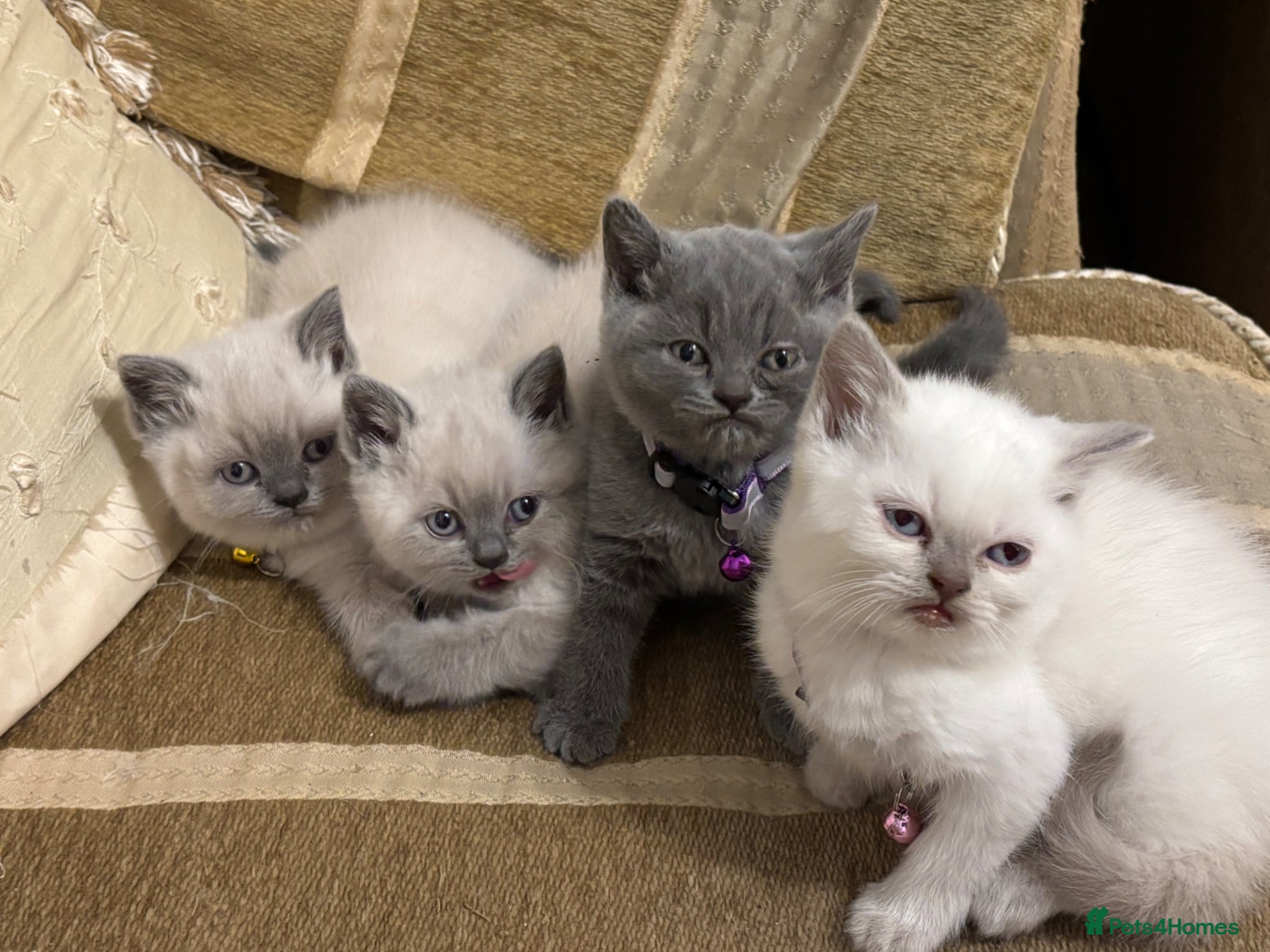 British Shorthair cats 5 beautiful British Blues and Colourpoints - Advert 2