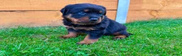 Rottweiler dogs for sale: KC Registered German Line Rottweiler Puppies 🐾🐾 - Advert 3