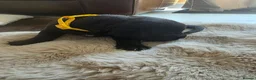 Staffordshire Bull Terrier dogs for sale: Staffordshire Bull terrier puppies 🐶  in Cheltenham - Advert 28