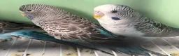 Budgerigars birds for sale: Black Wings budgies, possible split to bw/bf - Advert 12