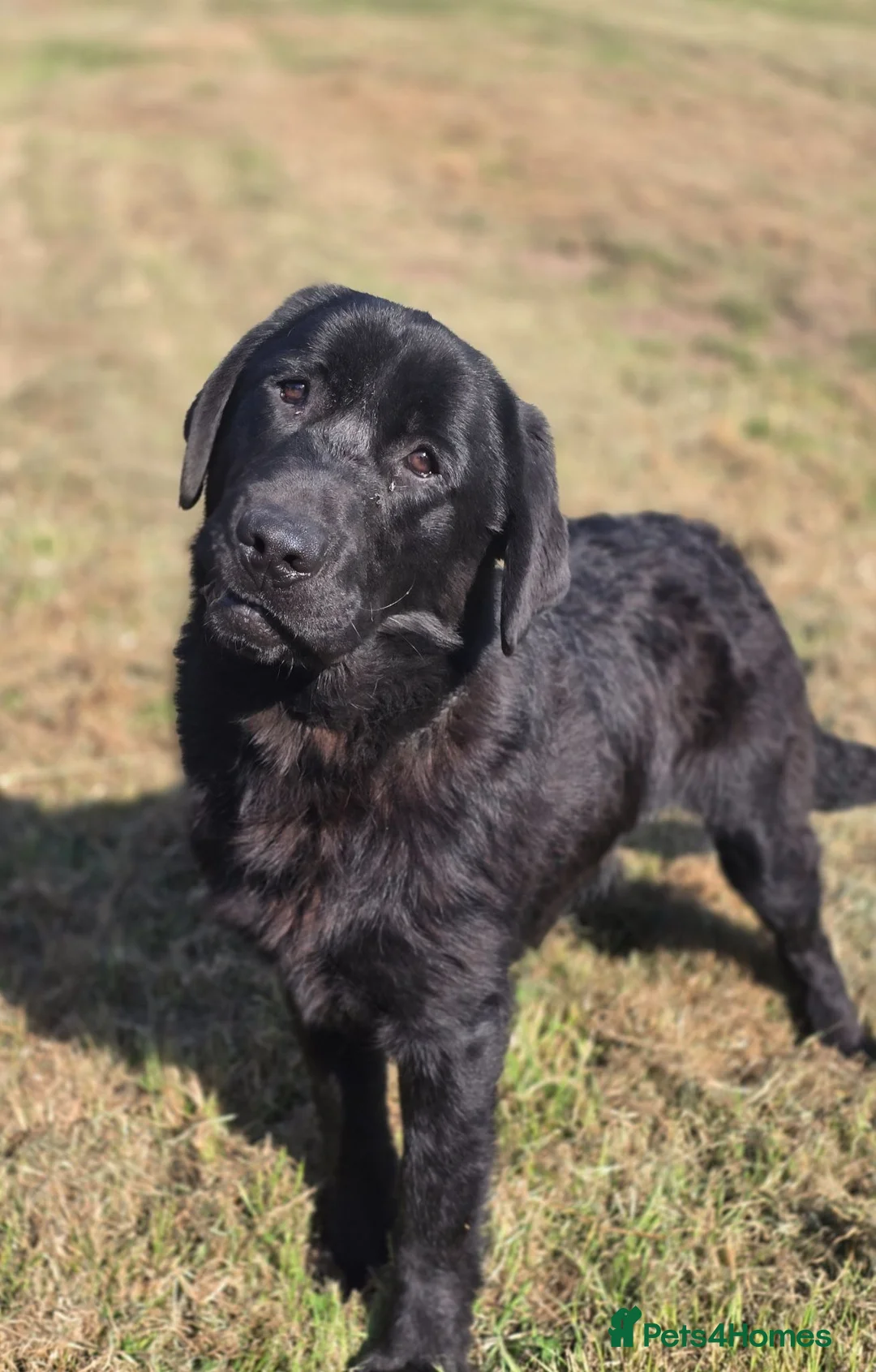 Labrador Retriever dogs for sale: 9 Month Old Loving Male Labrador - Advert 1