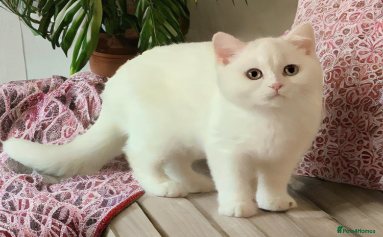 British Shorthair cats 🐻‍❄️*Quality Bsh kittens*Ready Now*🐻‍❄️ - Advert 4