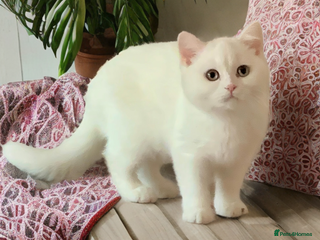 British Shorthair cats 🐻❄️*Quality Bsh kittens*Ready Now*🐻❄️ - Advert 3