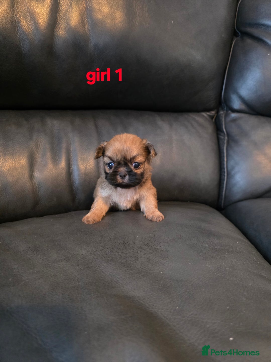 Shih Tzu dogs for sale: Karashishi imperial shih-tzu puppies  - Image 6
