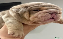 English Bulldog dogs for sale: Kc litter outstanding bloodlines bulldog pups  - Image 9