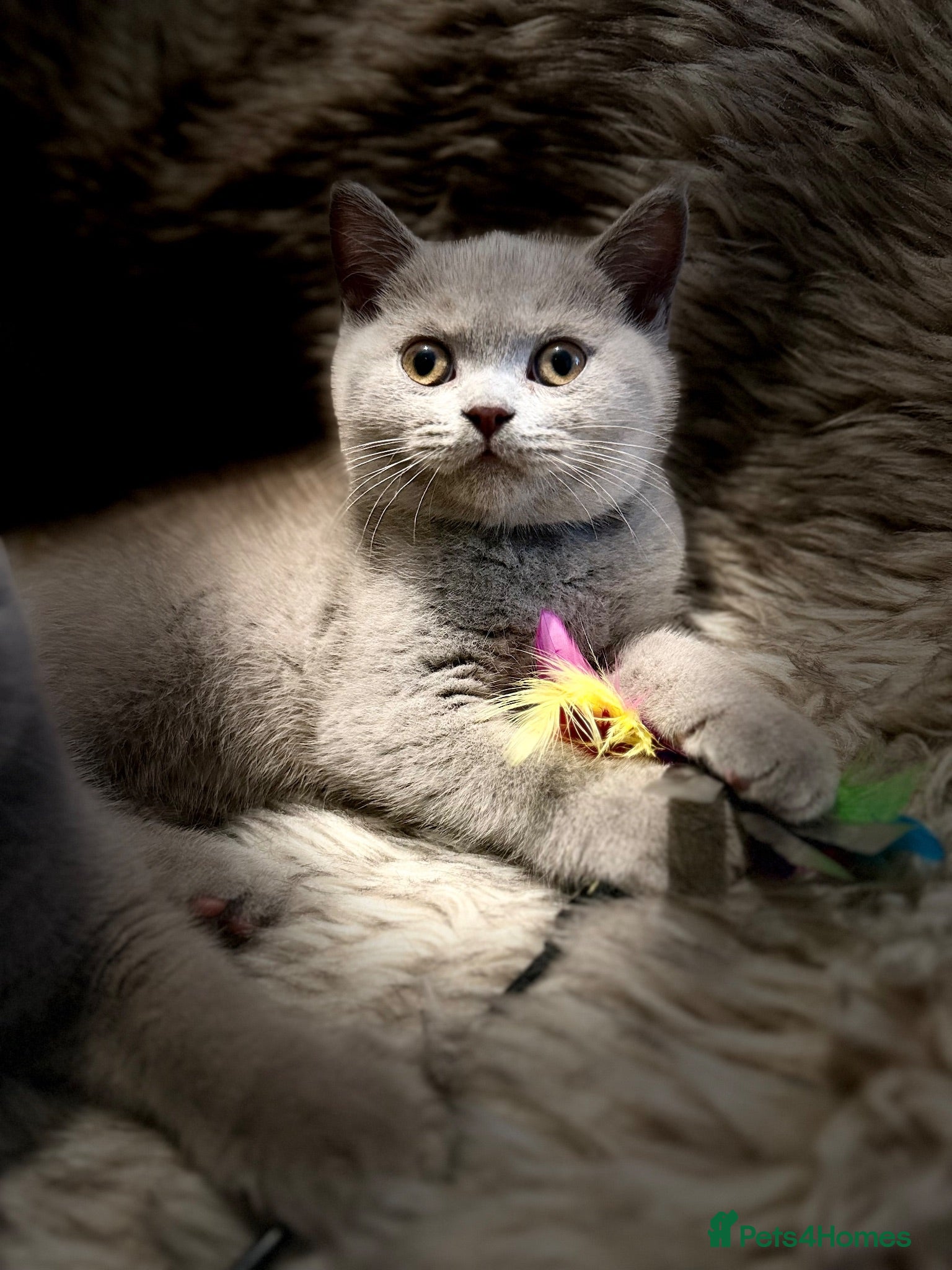 British Shorthair cats Supreme Champion Line British Shorthair Kittens - Advert 2