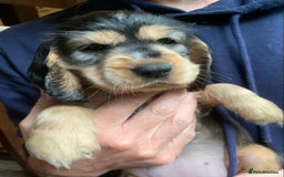 Cocker Spaniel dogs for sale: KC Show Carefully bred for Health and Temperament  - Image 13