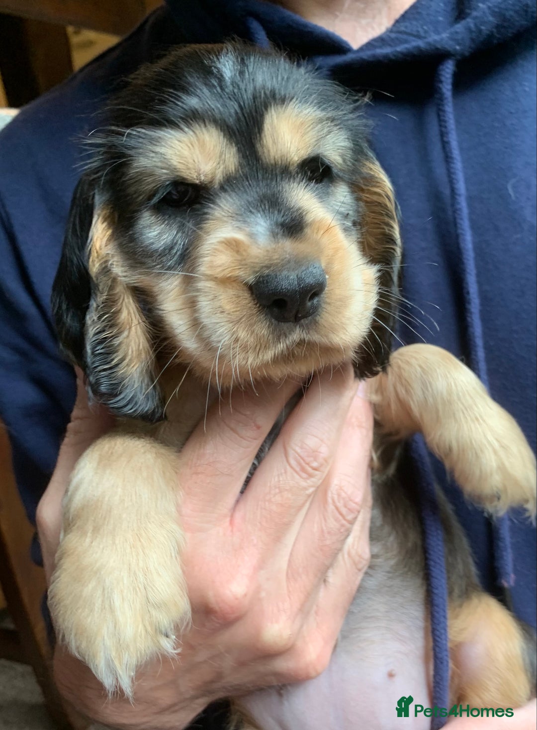 Cocker Spaniel dogs for sale: KC Show Carefully bred for Health and Temperament  - Image 13