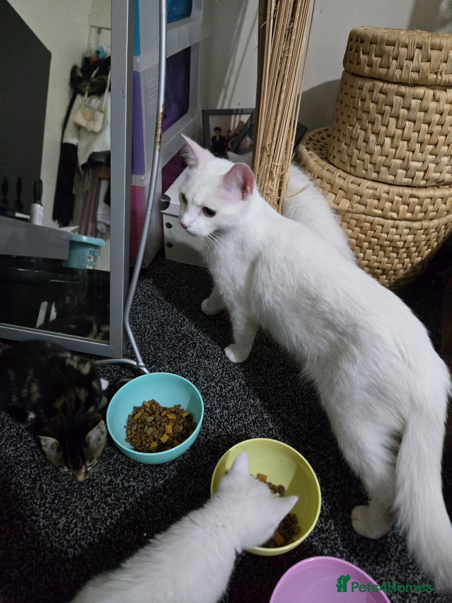 Domestic Shorthair cats 4 gorgeous kittens - Advert 4