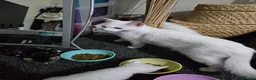 Domestic Shorthair cats for sale: 4 gorgeous kittens - Advert 1