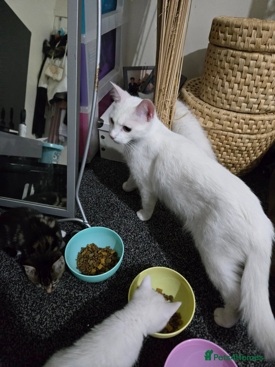 Domestic Shorthair cats for sale: 4 gorgeous kittens - Advert 1