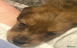 Miniature Dachshund dogs for sale: Miniature dachshunds  - Image 10