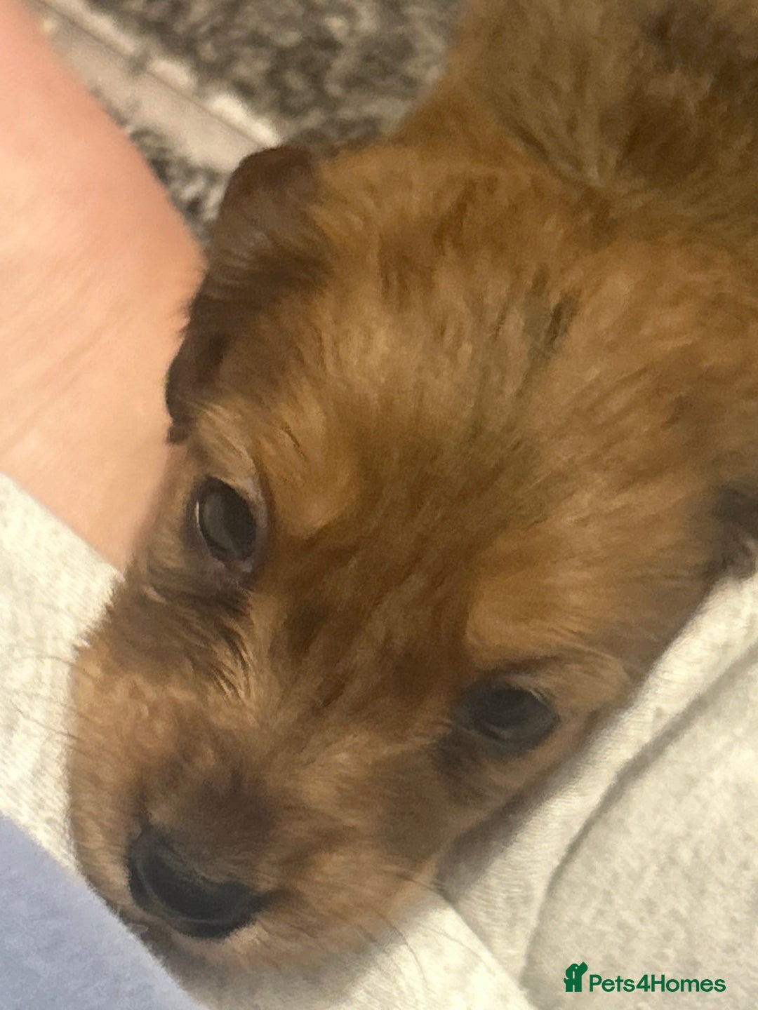 Miniature Dachshund dogs for sale: Miniature dachshunds  - Image 10