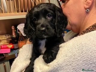 Sprocker dogs Black beauty - Advert 1