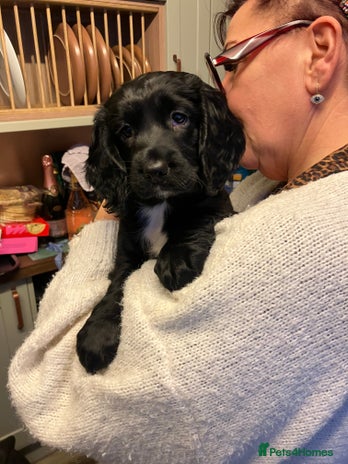 Sprocker dogs Black beauty - Advert 1