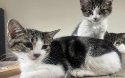Mixed Breed cats for sale: 2 tabby kittens  - Image 13