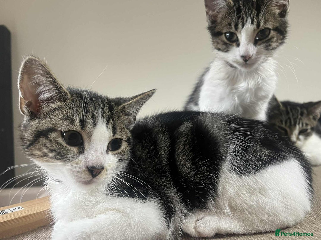 Mixed Breed cats for sale: 2 tabby kittens  - Image 13