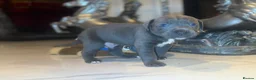 Cane Corso dogs for sale: Outstanding cane corso pups 🐶  - Advert 18