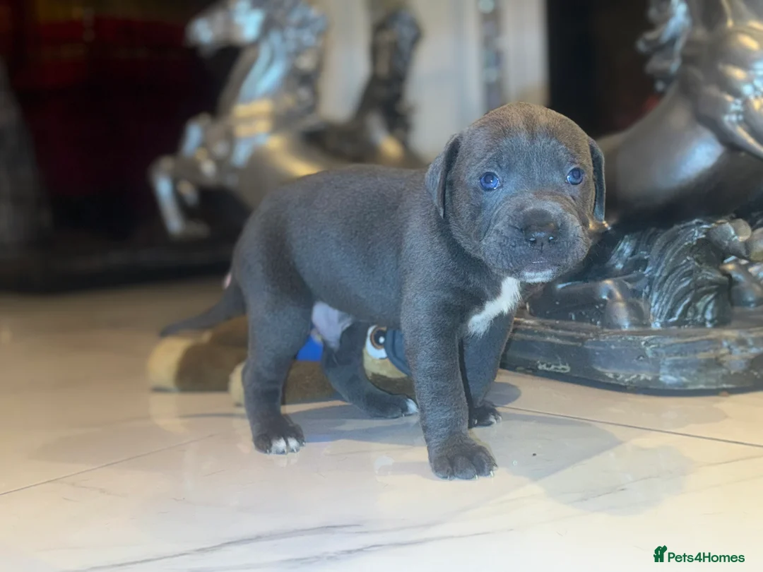 Cane Corso dogs for sale: Outstanding cane corso pups 🐶  - Advert 18