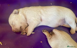 Labrador Retriever dogs for sale: Labrador puppies 5 gen pedigree health tested - Image 6