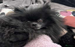 Pomeranian dogs for adoption: Naomi’s Story: A Tiny Life Saved - Image 9