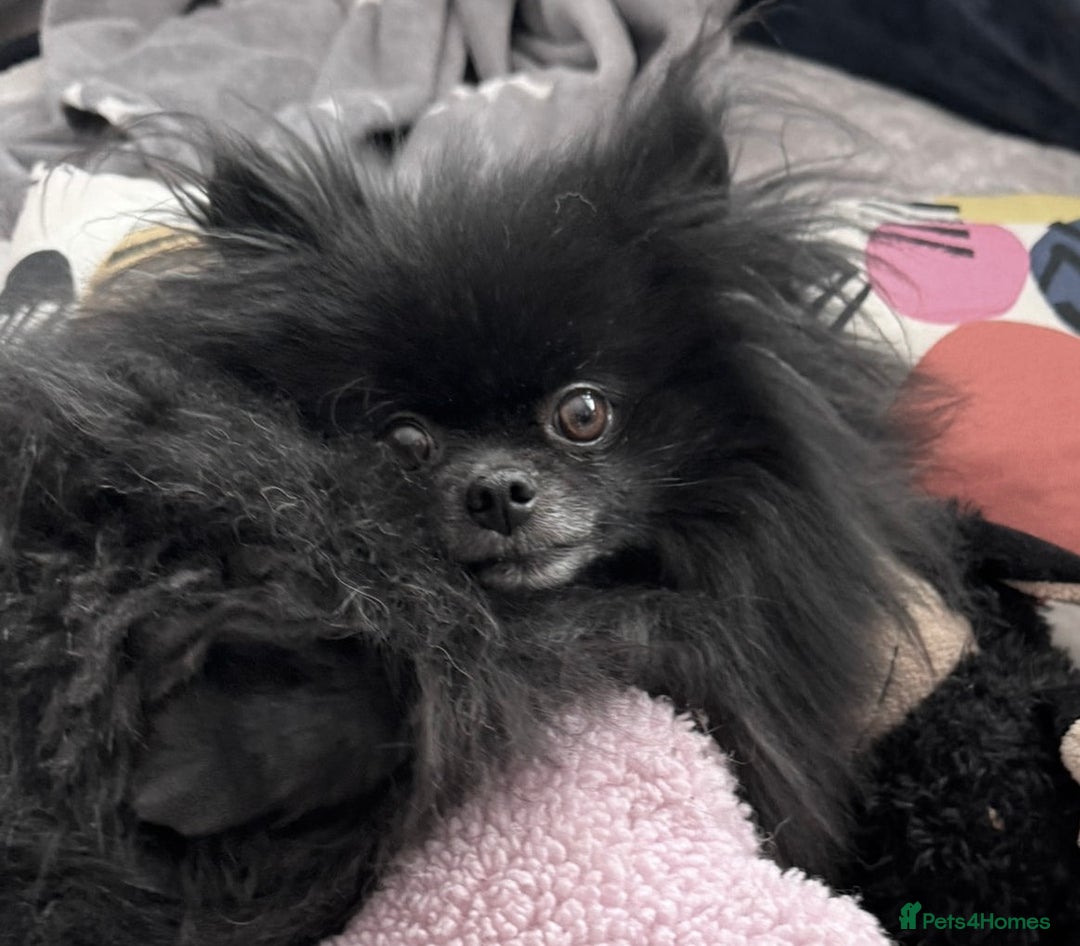 Pomeranian dogs for adoption: Naomi’s Story: A Tiny Life Saved - Image 9