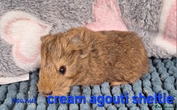 Guinea Pig rodents for sale: Baby sheltie and texel Guinea pig boys in Saltburn-by-the-Sea - Image 14