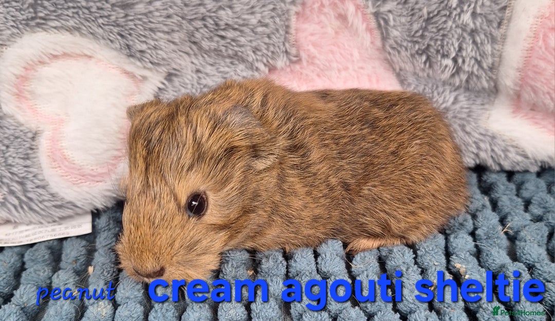 Guinea Pig rodents for sale: Baby sheltie and texel Guinea pig boys in Saltburn-by-the-Sea - Image 14