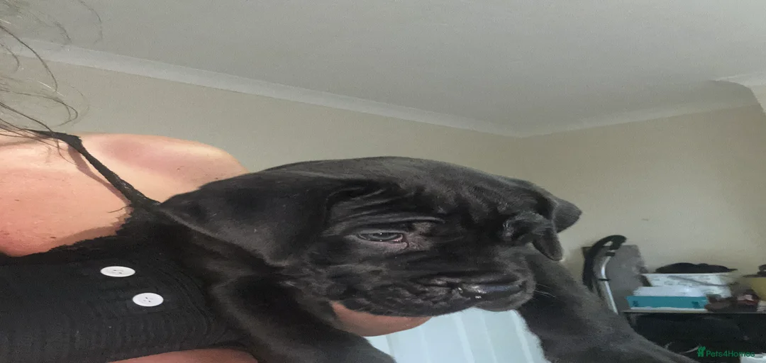 Gallery Image {{count}}