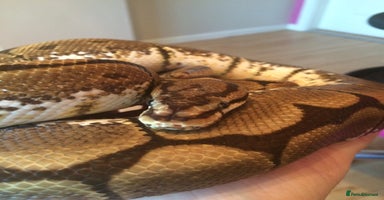 Snake reptiles - Advert 1