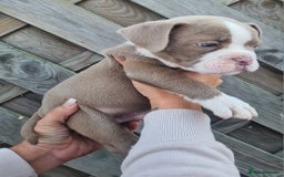 American Bully dogs for sale: Exotic American bully pups blood lines of bitcoin  - Image 14