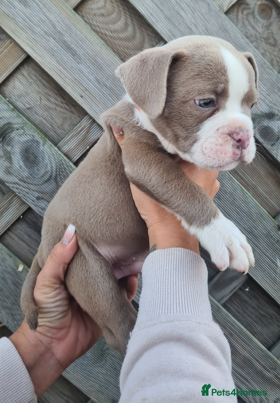 American Bully dogs for sale: Exotic American bully pups blood lines of bitcoin  - Image 14