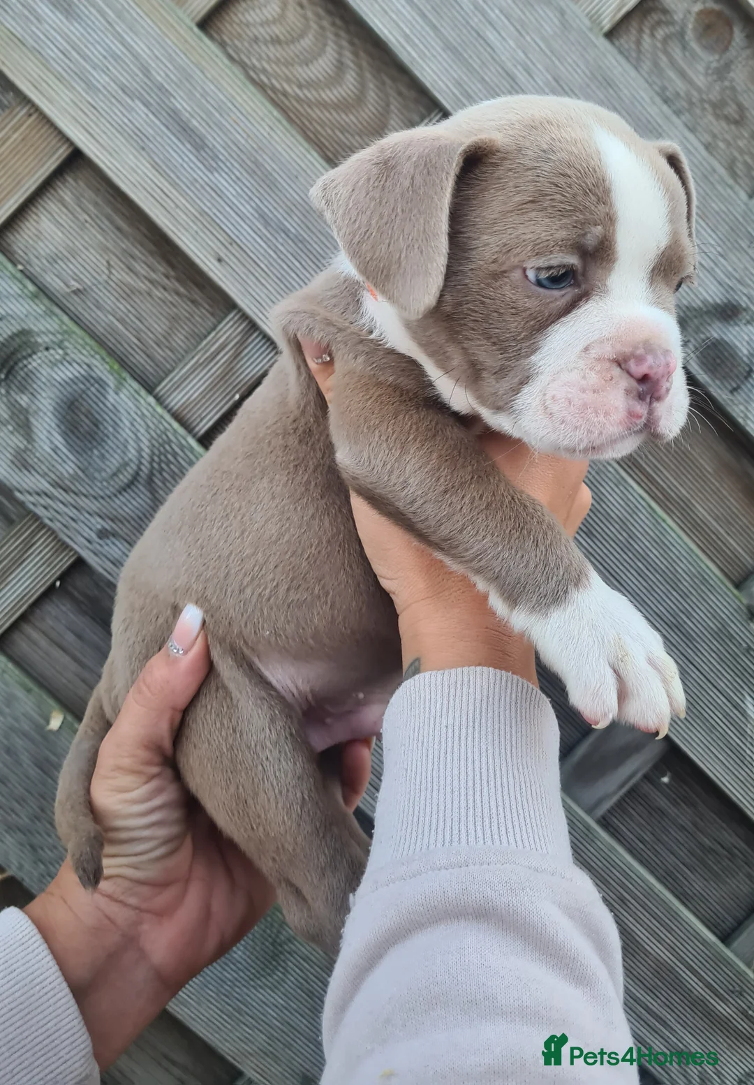 American Bully dogs for sale: Micro exotic American bullys bitcoin bloodlines - Advert 14